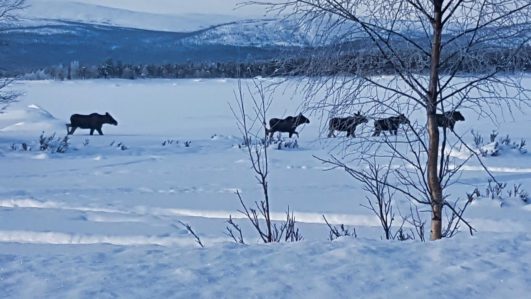 Hüttentour durch die Berge und Wälder des Vindelfjällen