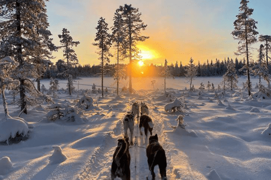 Wintererlebnis Lappland – Hundeschlitten, Sauna, Eisloch und Nordlichtspektakel, Schneeschuhlaufen, Ski